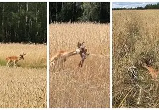 Młody daniel zaplątał się w taśmę elektrycznego pastucha. Szarpał się i był wyczerpany.