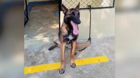 "Nie porzuca się towarzysza". Szukają psa, który pomógł znaleźć dzieci w dżungli