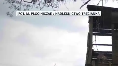 ryś dla filipa