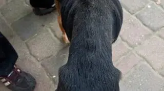 Psy wracają do zdrowia po pobycie w schronisku 