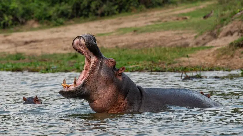 Władze zdecydowały o losie "hipopotamów Escobara"