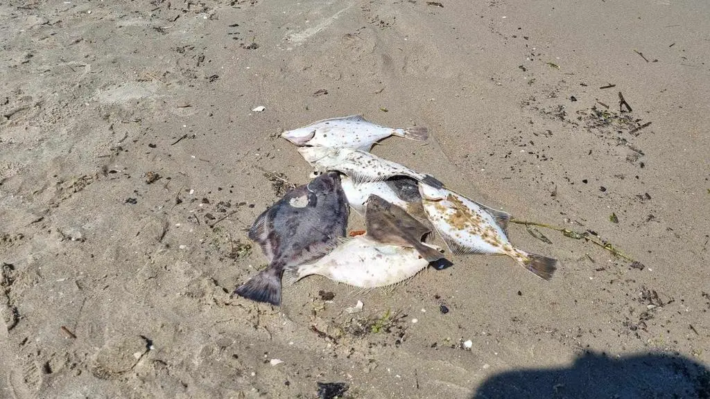 Martwe ryby na plaży w Jantarze