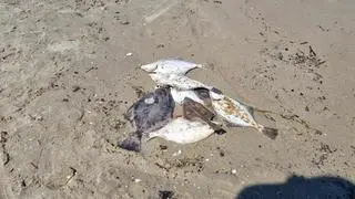 Martwe ryby na plaży w Jantarze