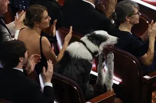 Border collie na Oscarach 