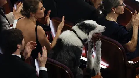 Border Collie na Oscarach 