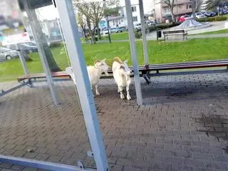 Kozy stały na przystanku autobusowym