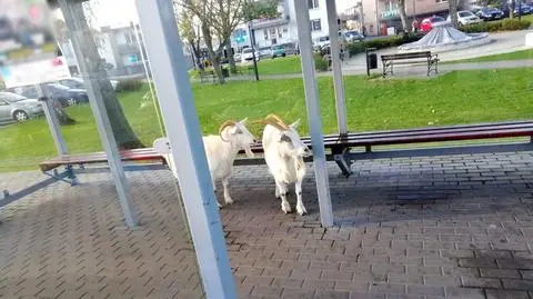 Kozy stały na przystanku autobusowym