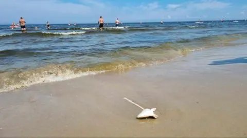 Śnięte ryby na nadmorskiej plaży. Służby wyjaśniają, co się stało
