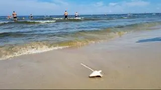 Martwe ryby na plaży w Jantarze