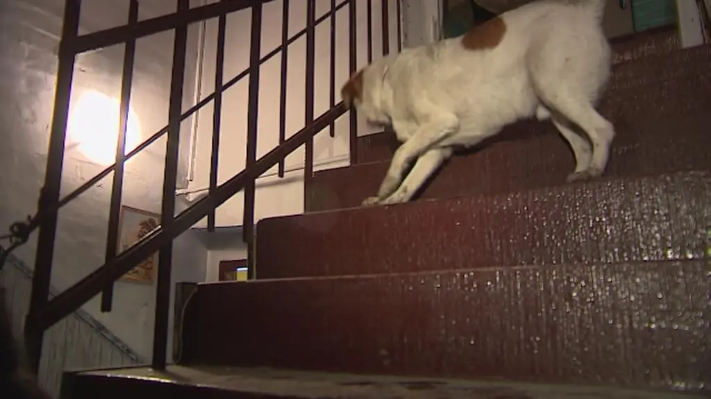 Psy są w dobrej kondycji ale ich pani grozi eksmisja