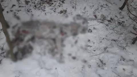 Martwa wilczyca w lesie, na szyi zaciśnięta stalowa linka