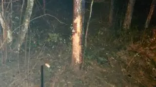 Drzewo, w które uderzył samochód