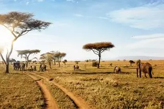 Park Narodowy Serengeti, Tanzania