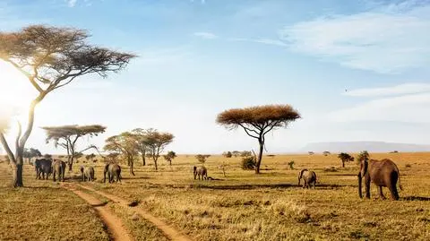 Park Narodowy Serengeti, Tanzania