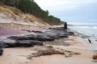 Pnie można oglądać pomiędzy zejściami na plażę nr 5 i 6 w Łazach