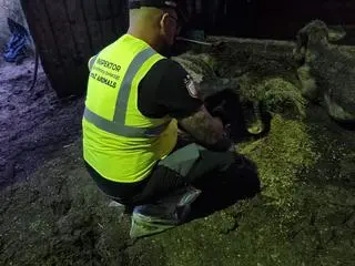 Policjanci zatrzymali właścicielkę hodowli i jej syna