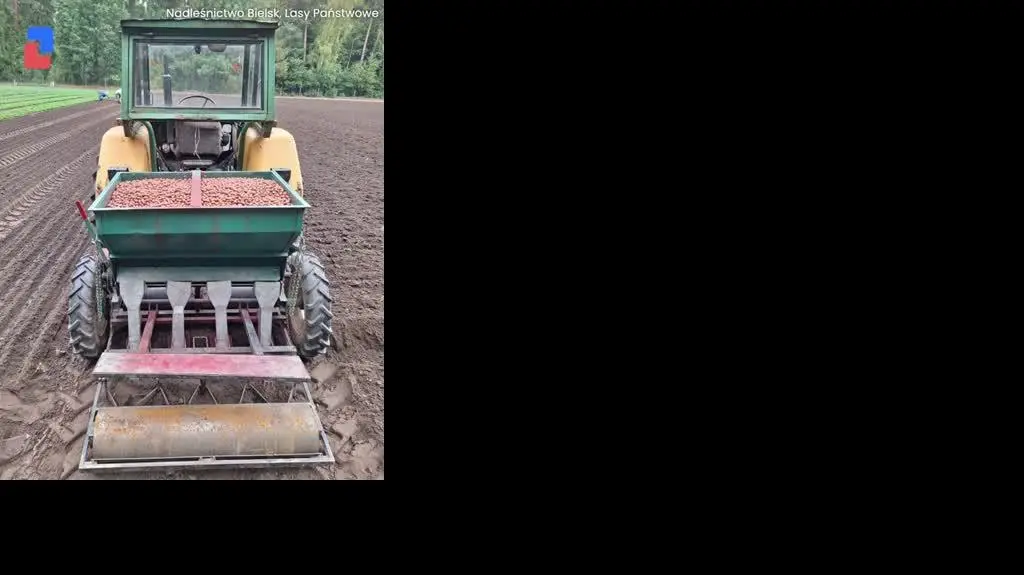 Lasy Państwowe sieją dęby szypułkowe