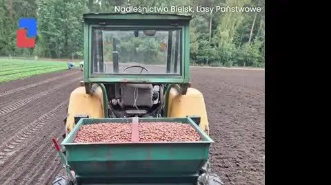 Lasy Państwowe sieją dęby szypułkowe