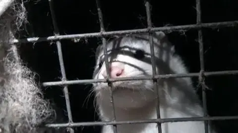 Stowarzyszenie Otwarte Klatki pokazuje w jak długich cierpieniach, na fermie w Wielkopolsce, umierają norki