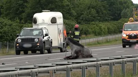 Koń wybiegł z przyczepy, połamał sobie nogi. "Zwierzę trzeba było uśpić"