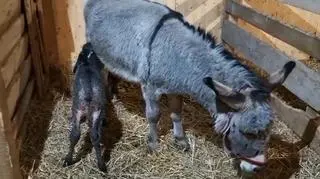 W żywej szopce na świat przyszedł mała ośliczka