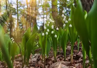 Konwalia majowa (Convallaria majalis)