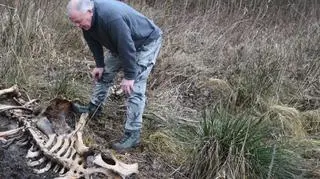 Maciej Tracz nad szczątkami żubra
