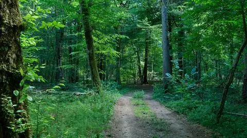 "Ojciec miał zabrać dzieci na wycieczkę, porzucił je w środku lasu". Rodzeństwo znalazł policjant