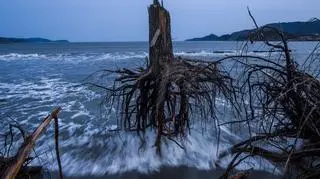 07.03.2012, Rikuzentakata, Japonia, drzewa wyrwane z korzeniami po przejściu fali tsunami.