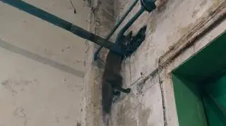 The fox was hanging down stuck between a pipe and the wall