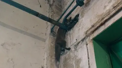 "Not such a clever fox". Poznań city guards help troubled animal