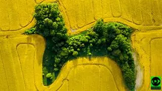 Zagajnik przypominający pudla wśród morza rzepku