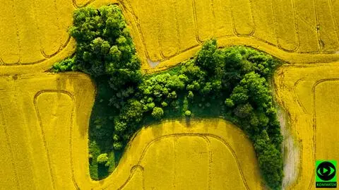 Zagajnik przypominający pudla wśród morza rzepku