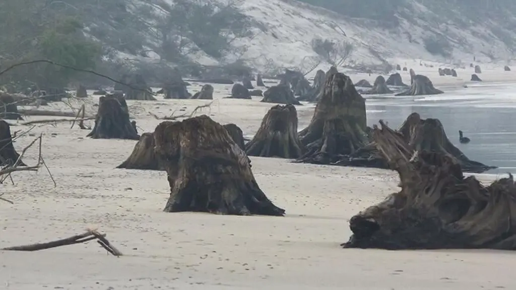 Puszcza na plaży 