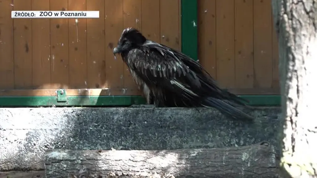 orłosęp w zoo