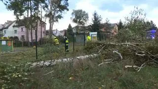 Przewrócone drzewa w Zielonej Górze