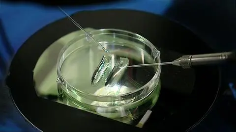 Ostatnia szansa na in vitro dla singielek