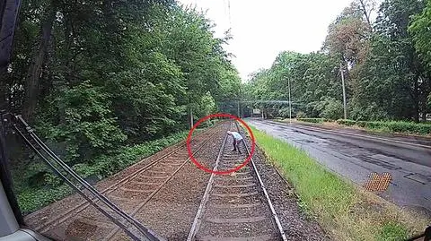Tram driver stops traffic to help ducklings to cross the tracks