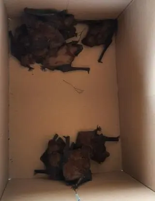 Funkcjonariusze pomogli tego dnia 24 nietoperzom