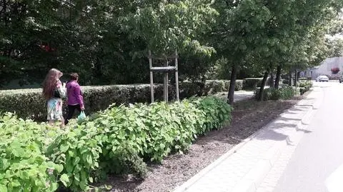 Kraków. Nieznani sprawcy ukradli z centrum miasta 100 cisów