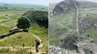 Jawor z Sycamore Gap - jedno z najczęściej fotografowanych drzew w Wielkiej Brytanii