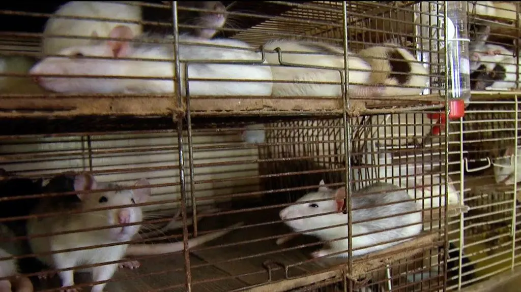 Ten problem po prostu ich przerósł