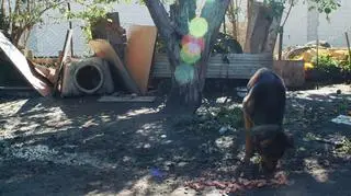 Pies był przywiązany do drzewa 