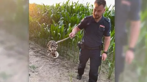 Pyton królewski w polu kukurydzy. Policja szuka właściciela