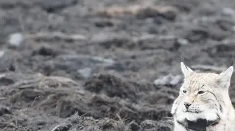 DSC_0388 Ryś Remigiusz Wojtera