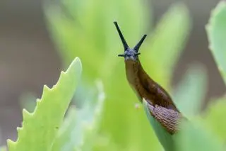 Ślinik luzytański (Arion lusitanicus) - zdj. przykładowe
