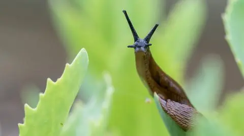 Ślinik luzytański (Arion lusitanicus) - zdj. przykładowe