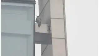 Sokół na budynku Olivia Star