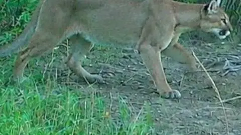FAKTY PUMA