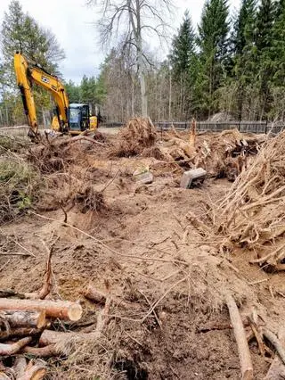 Koparka wyciągała korzenie